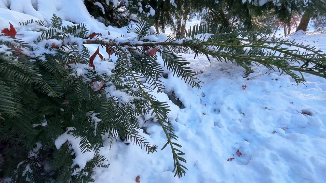 冬日公园里被白雪覆盖的云杉树枝，映衬着树木和蓝天。视频素材