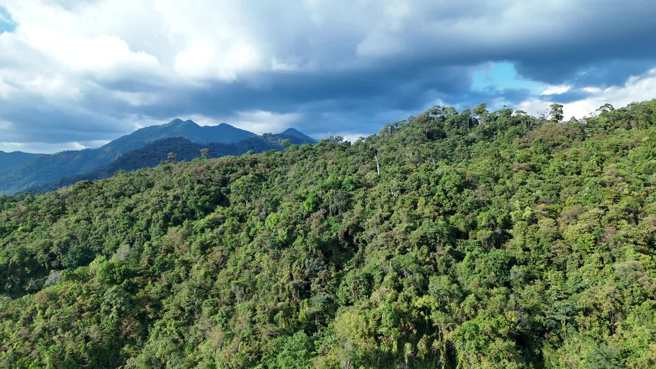 鸟瞰图一个森林充满了大树与山的背景。视频下载