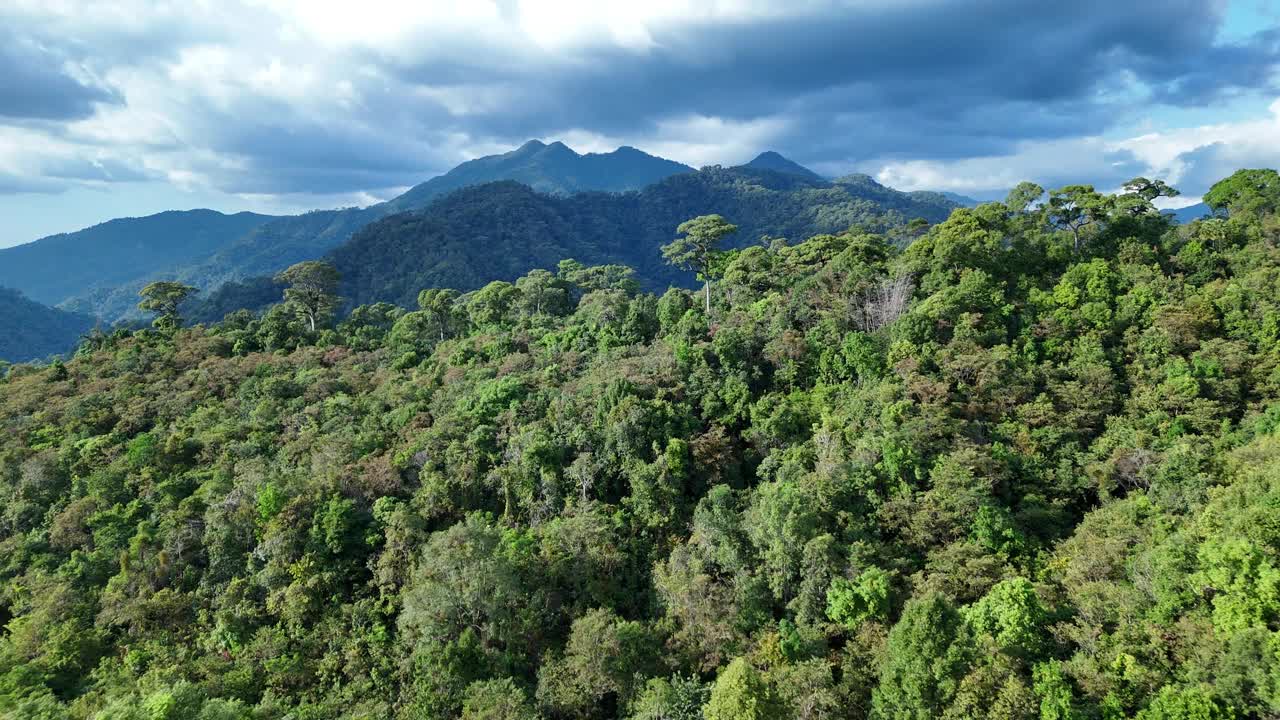 鸟瞰图一个森林充满了大树与山的背景。视频素材