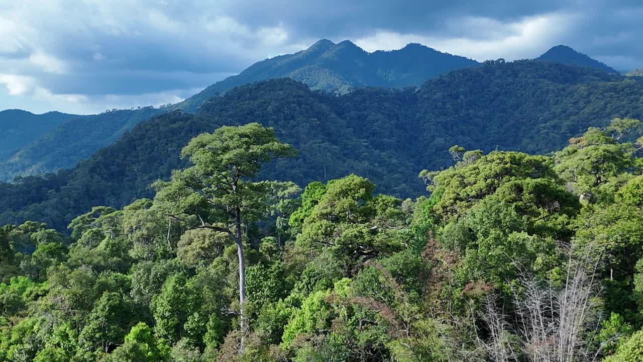 鸟瞰图一个森林充满了大树与山的背景。视频下载