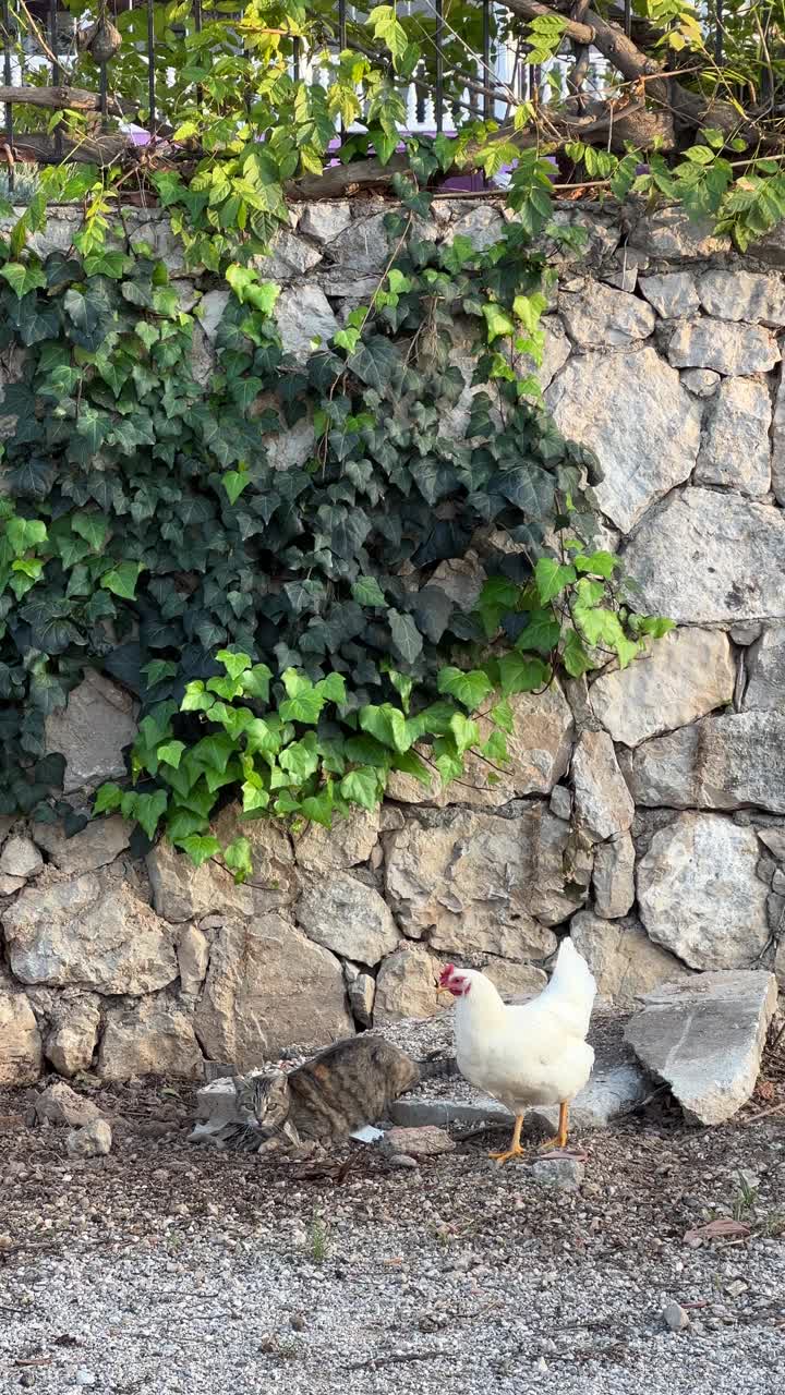 白鸡和街猫。动物之间的友谊视频素材