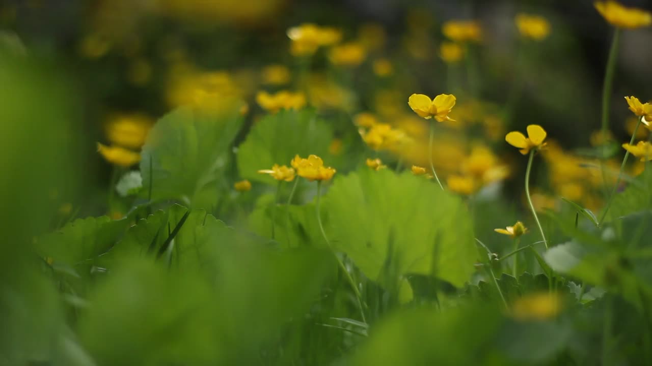 白屈菜在风中摇曳。白屈菜花黄叶绿。白屈菜花的自然背景。视频素材