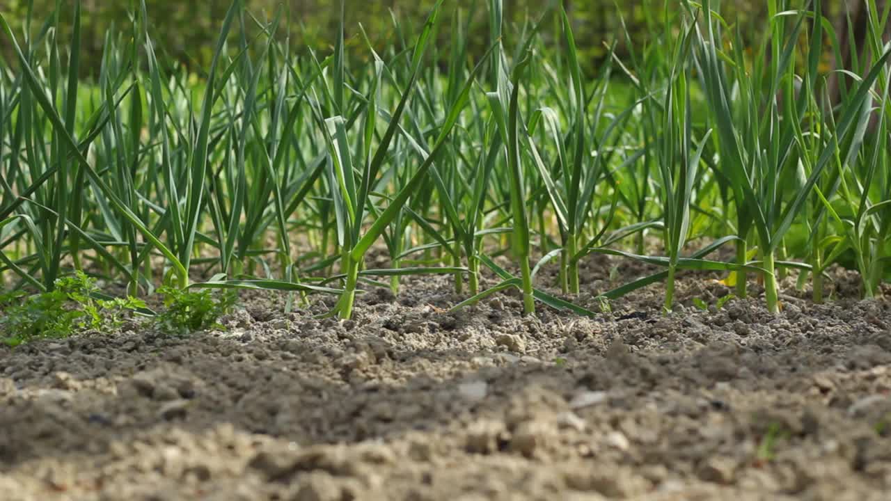 花园里的小洋葱视频素材