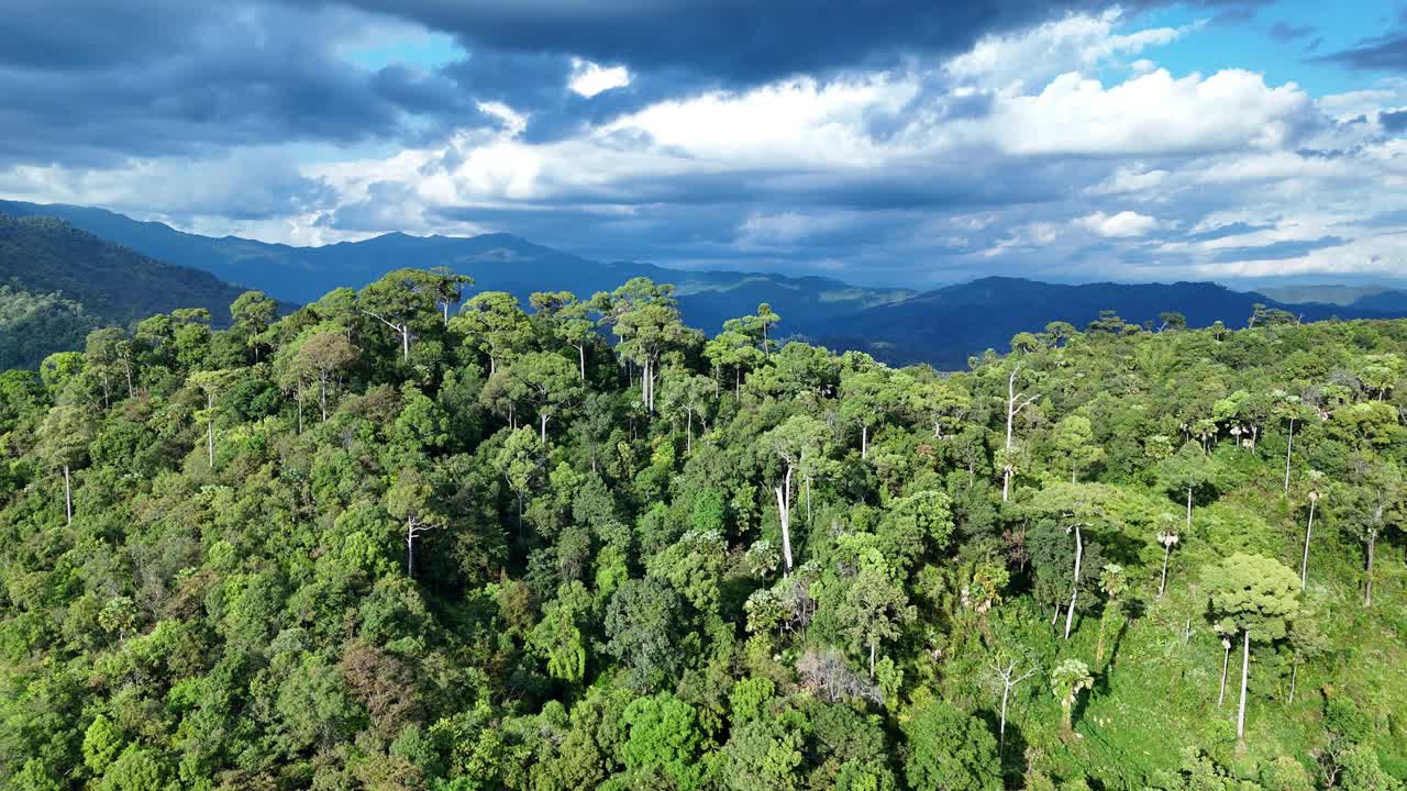 鸟瞰图一个森林充满了大树与山的背景。视频下载