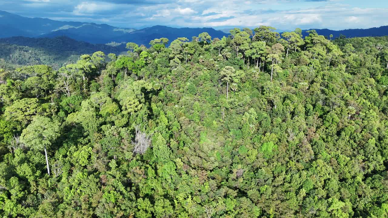 鸟瞰图一个森林充满了大树与山的背景。视频下载