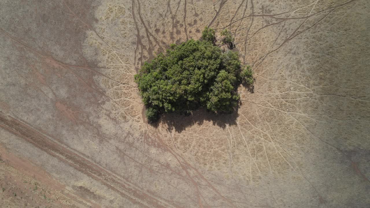 飞越沙漠地带的一棵树视频下载