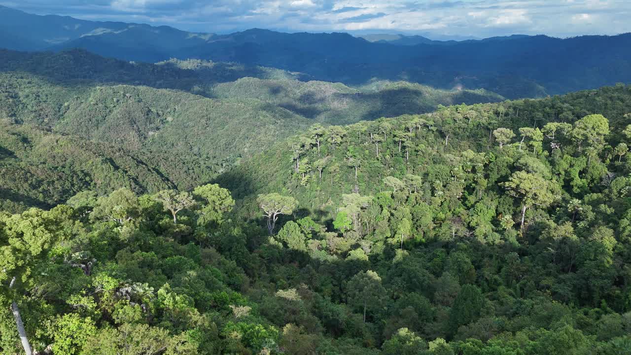 鸟瞰图一个森林充满了大树与山的背景。视频素材