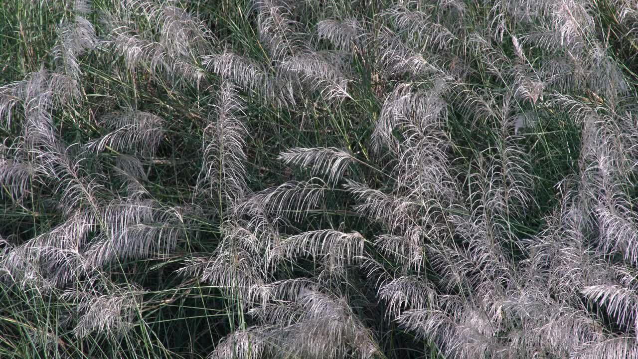 芦苇花视频素材