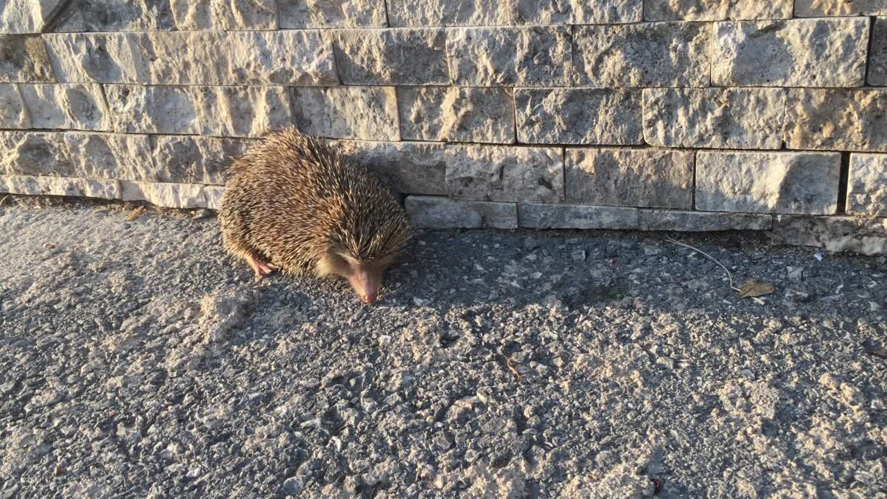 刺猬白天在城里视频下载