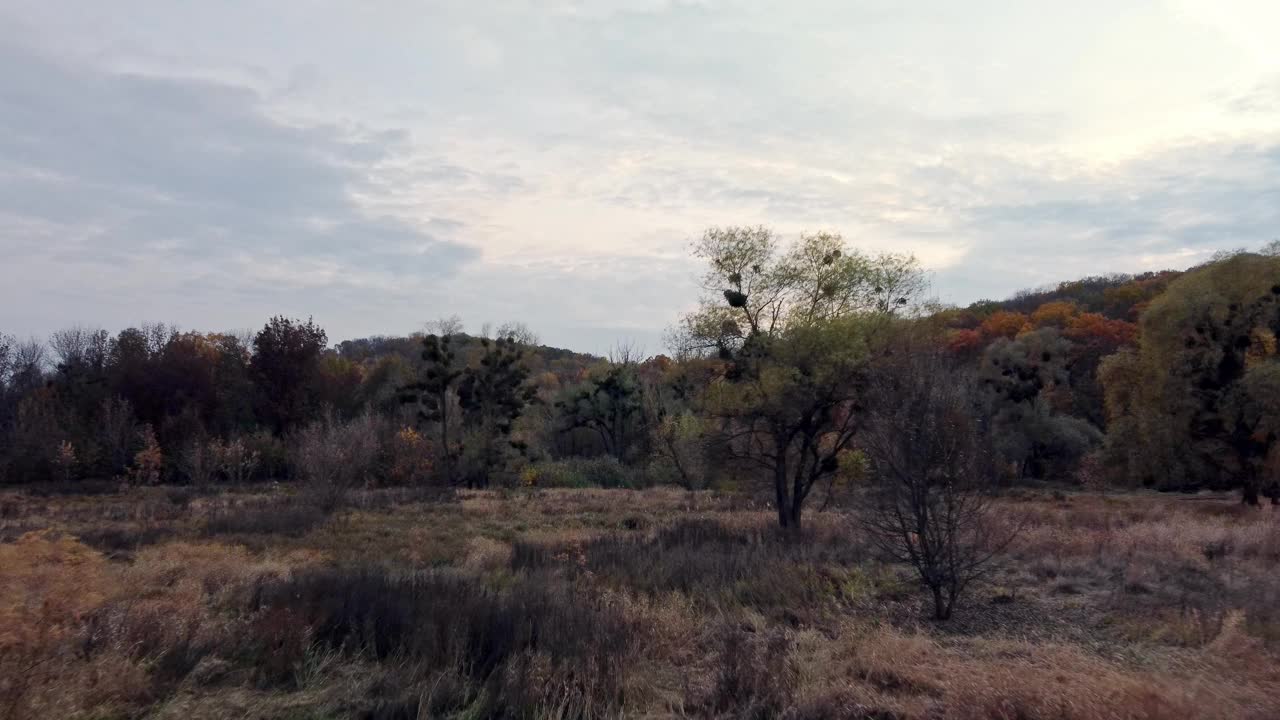 秋天的鸟鸣飞过树木繁茂的河岸视频下载