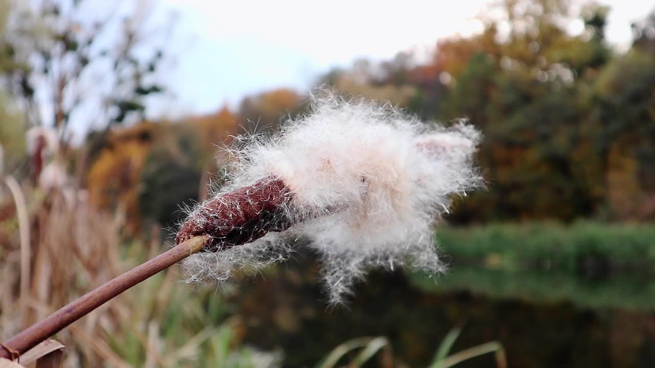 秋天河上毛茸茸的香蒲特写视频下载