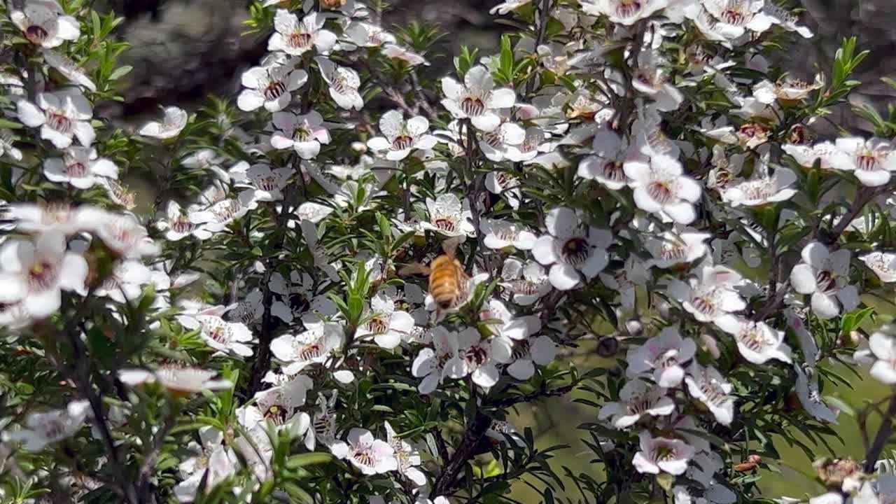 麦卢卡花上的蜜蜂视频下载