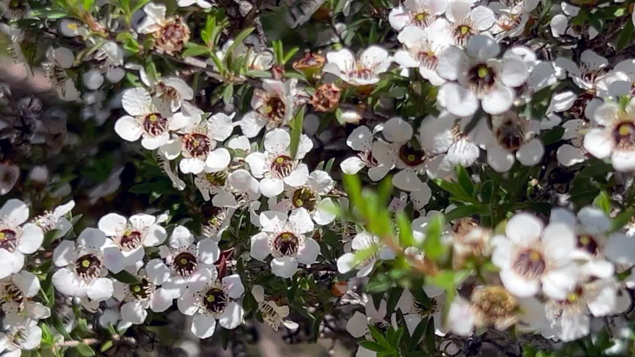 麦卢卡(Leptospermum scoparium)茶树花视频下载