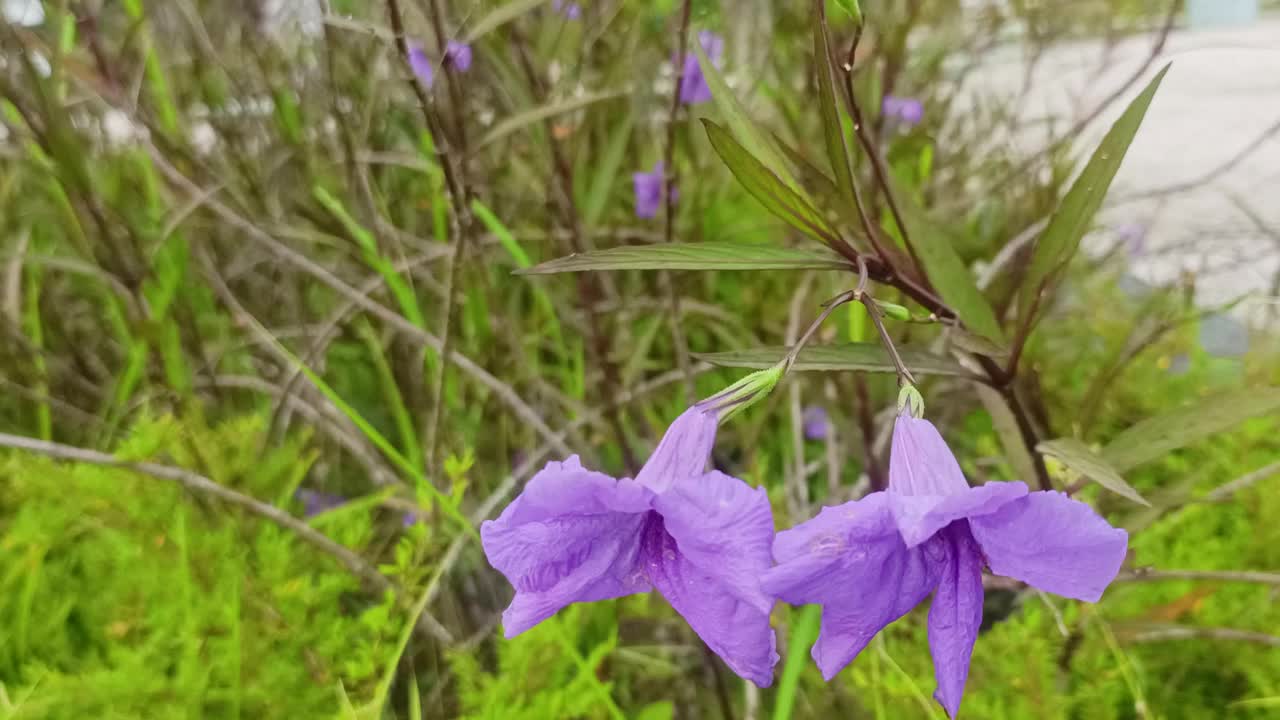 花园里的秋莲子视频素材