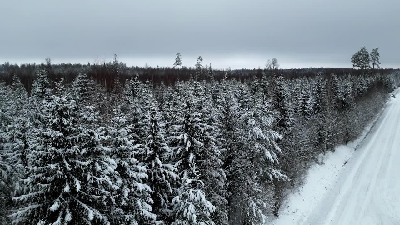 冬季冰雪冻结景观在寒冷稠密的云杉林中，空中视频素材