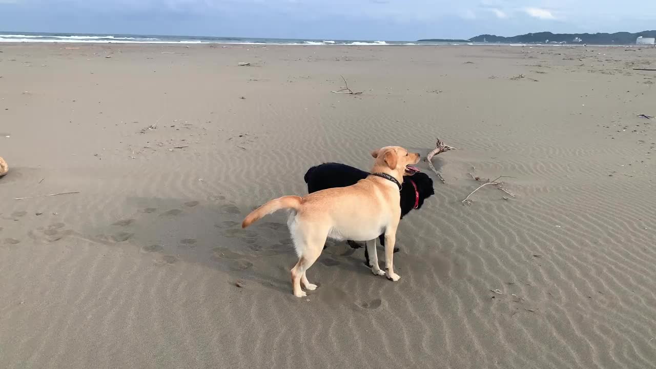 黑色和黄色的拉布拉多猎犬在沙滩上玩耍视频素材