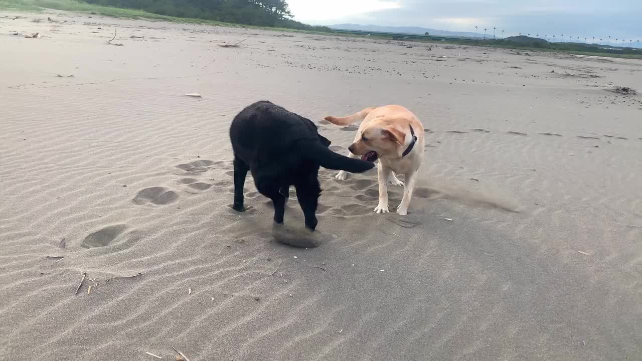 黑色和黄色的拉布拉多猎犬在沙滩上玩耍视频素材