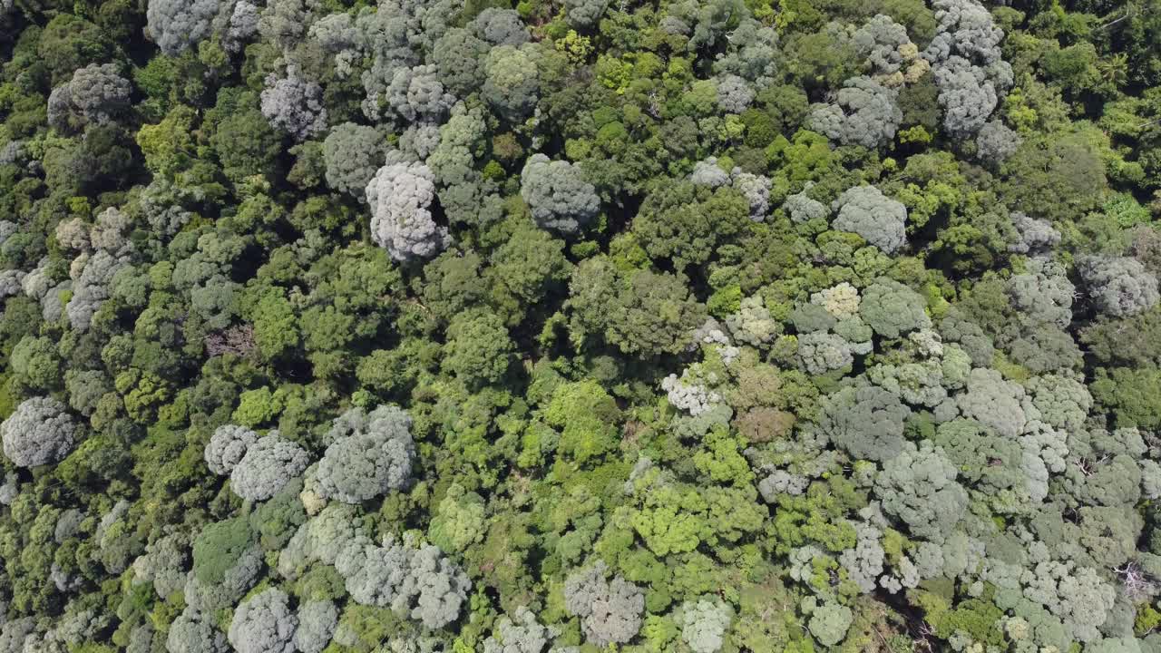 无人机展示了马来西亚德鲁克巴亨热带雨林的树木视频素材