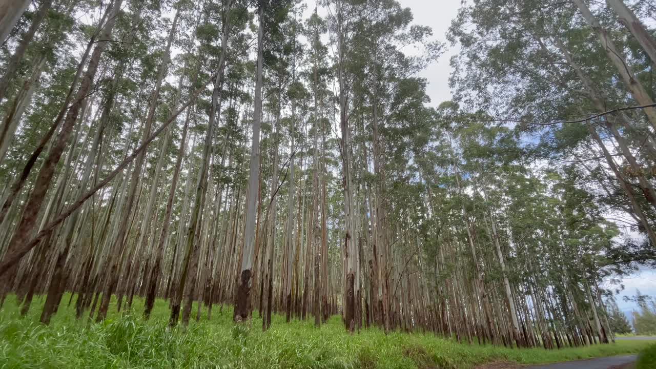 风景秀丽的桉树森林远景在一个阴沉的雨天在夏威夷大岛视频下载