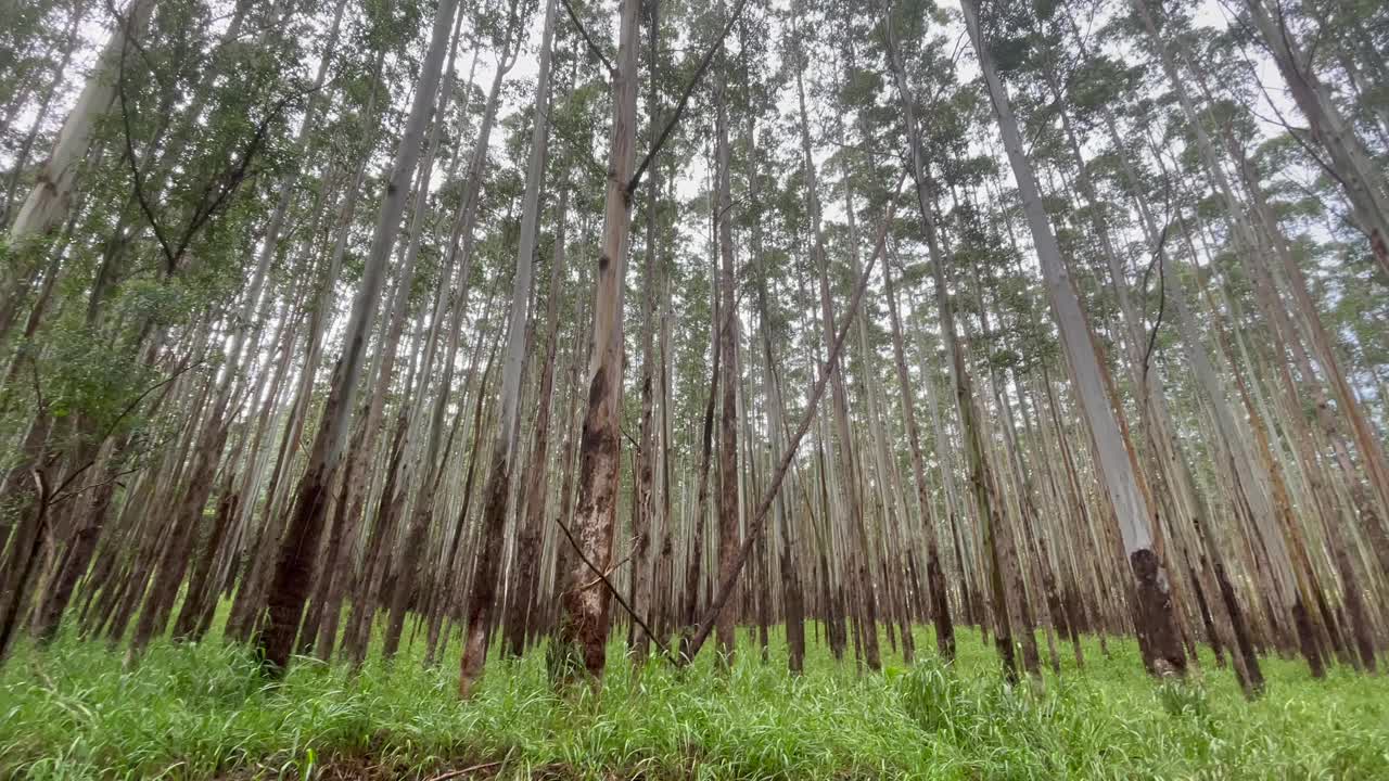 风景秀丽的桉树森林远景在一个阴沉的雨天在夏威夷大岛视频素材