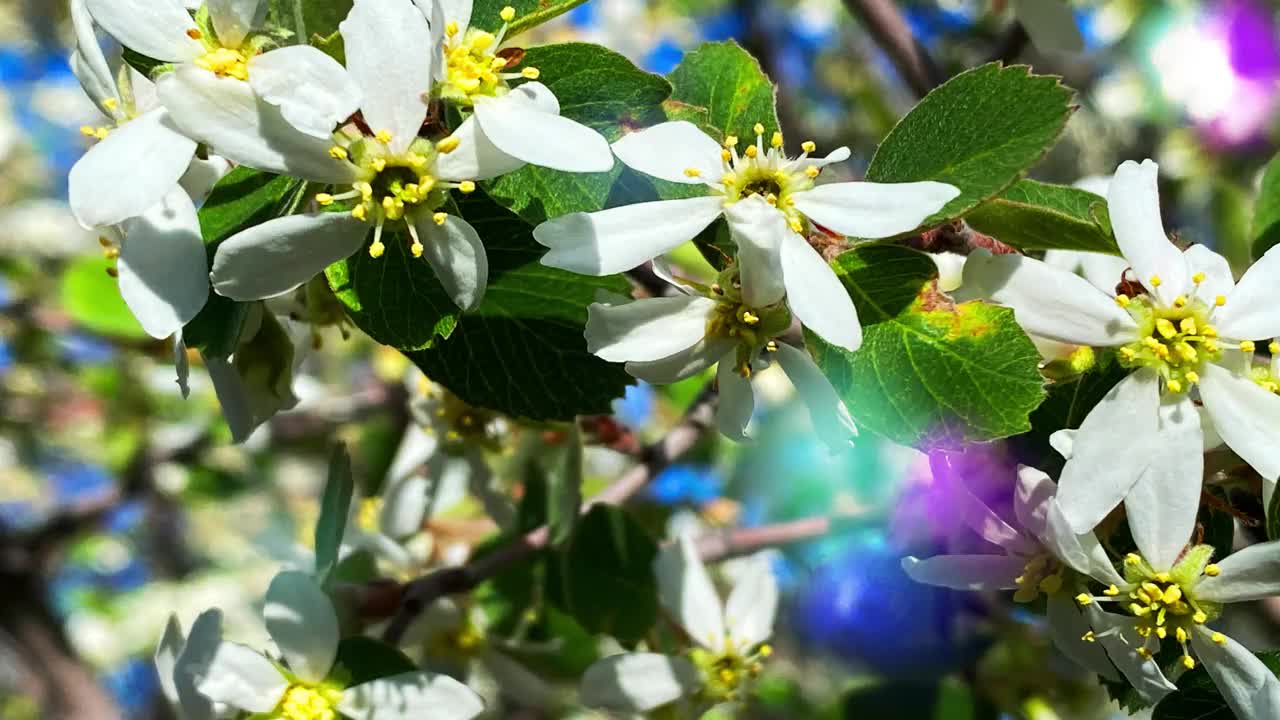 阳光明媚的光，树木，花朵，光线，阳光眩光，树叶，阳光树篱眩光放松和平辉光风景运动视频美女，郁郁葱葱的闪光，太阳树运动自然环境放松的季节视频下载