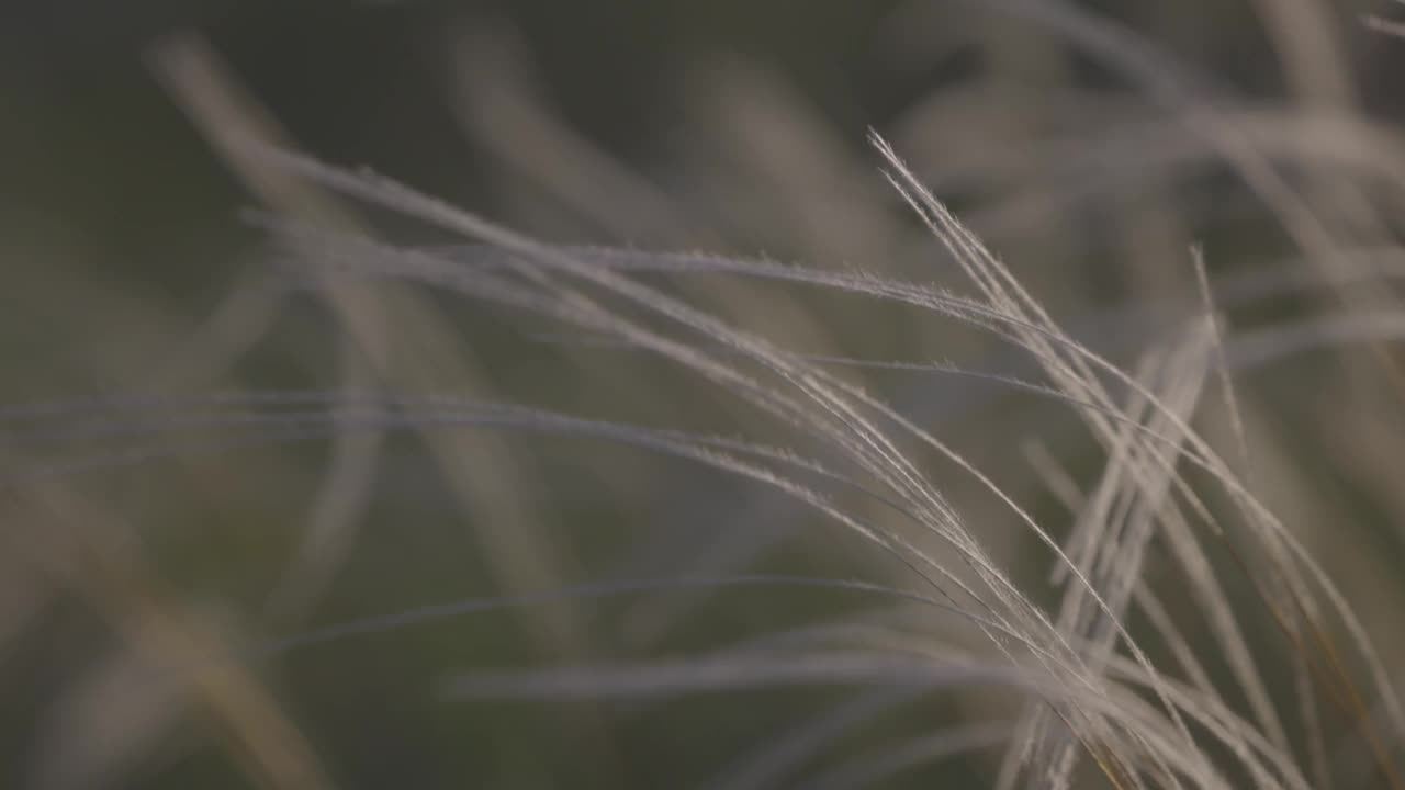 羽毛草-晚了。针茅，在春天的草原上。柔软梦幻般的白色草羽随风摇曳，伴着夏日温暖的阳光，夏日的背景。慢动作120fps, 10bit，未分级的C-LOG视频视频素材