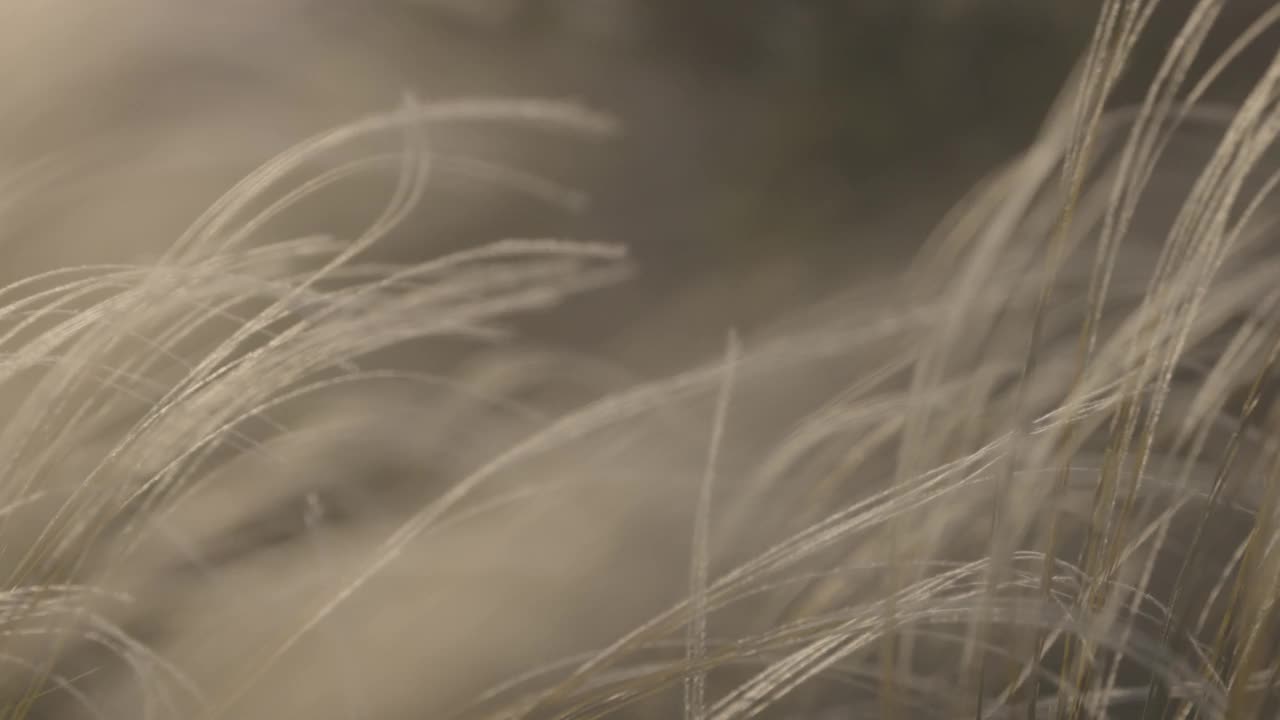 羽毛草-晚了。针茅，在春天的草原上。柔软梦幻般的白色草羽随风摇曳，伴着夏日温暖的阳光，夏日的背景。慢动作120fps, 10bit，未分级的C-LOG视频视频素材