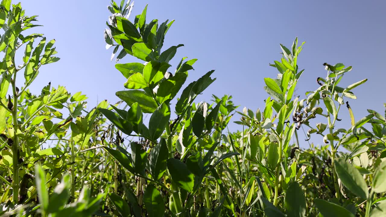 夏天长着绿豆芽的田地视频素材