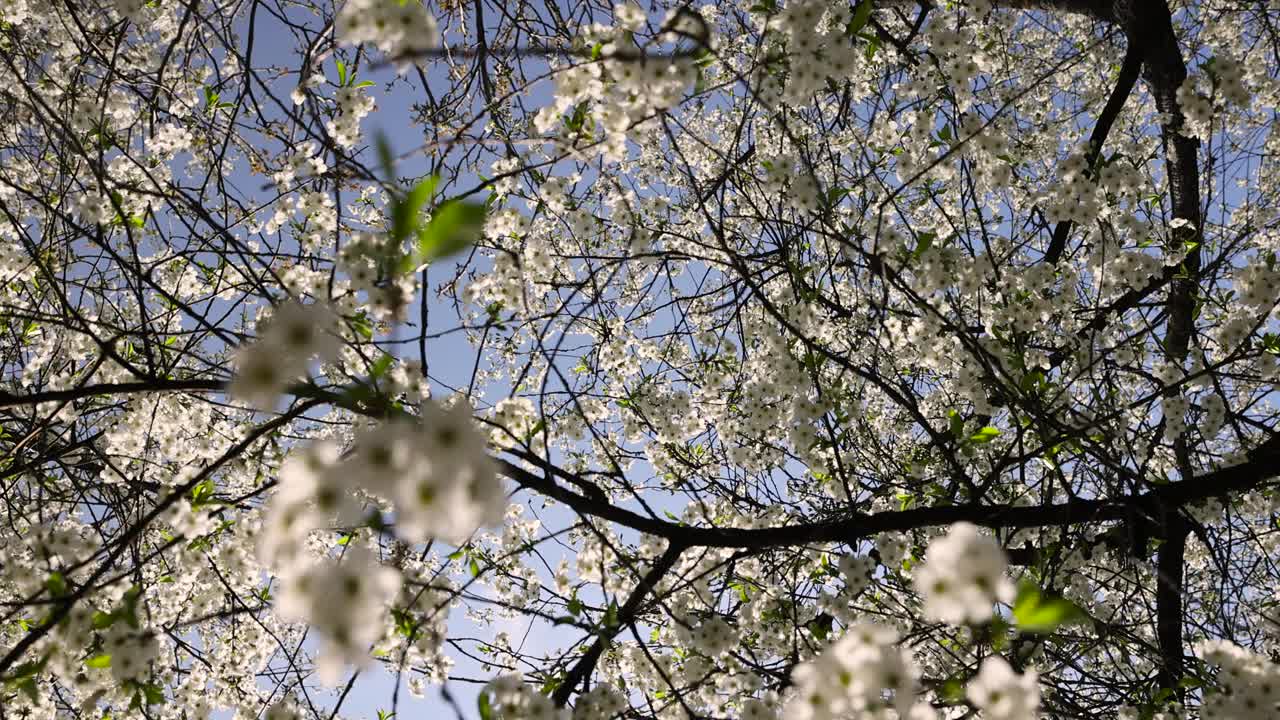 春天的花园，阳光明媚，樱花盛开视频素材