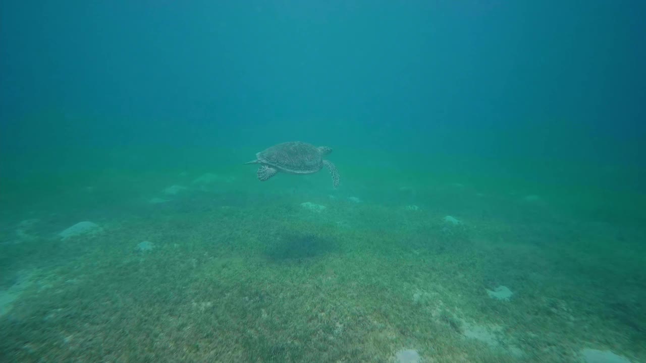 在加勒比海的巴巴多斯，一只海龟的水下景观视频素材