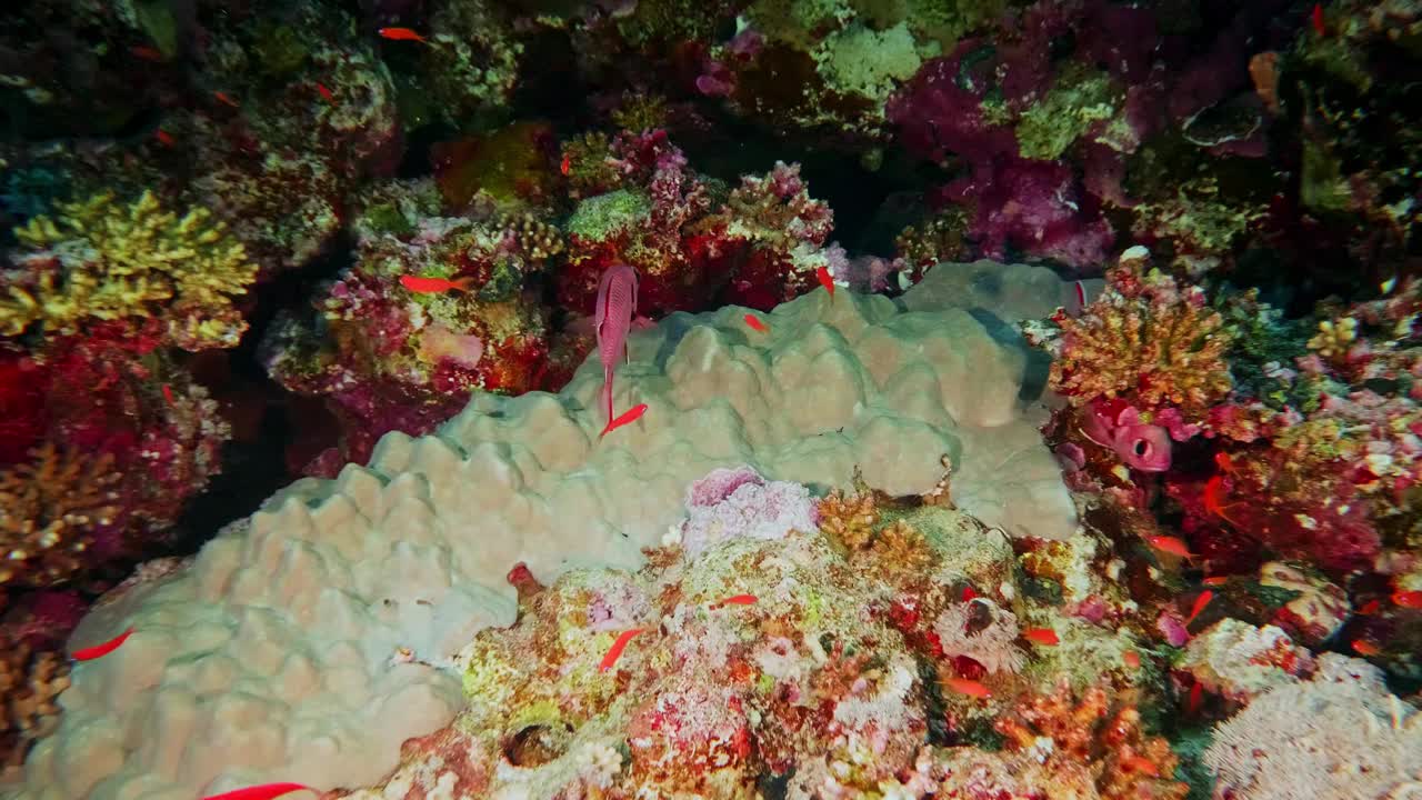 水下珊瑚礁。太平洋珊瑚礁视频素材