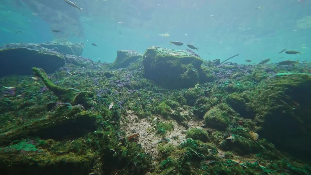 海底珊瑚的镜头。珊瑚是形成珊瑚礁的迷人动物视频素材