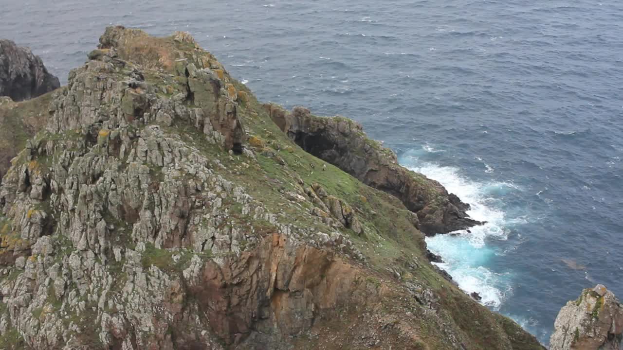 山羊和海鸥和谐相处视频素材