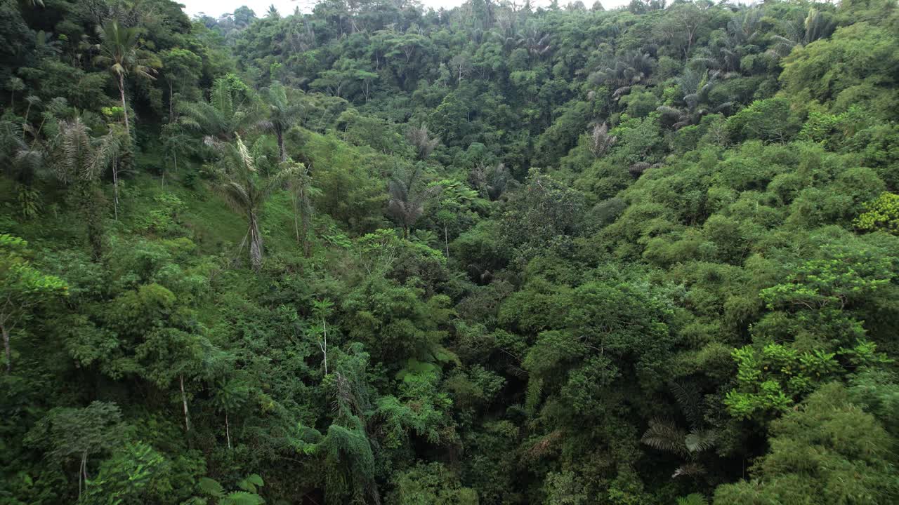 飞越巴厘岛中部的森林峡谷，山坡上郁郁葱葱的热带雨林视频素材