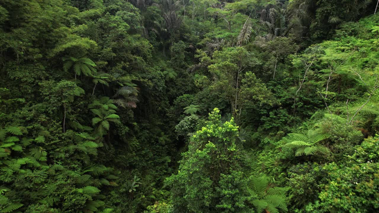 飞行缓慢地穿过茂密的雨林峡谷，巴厘岛的野生自然视频素材