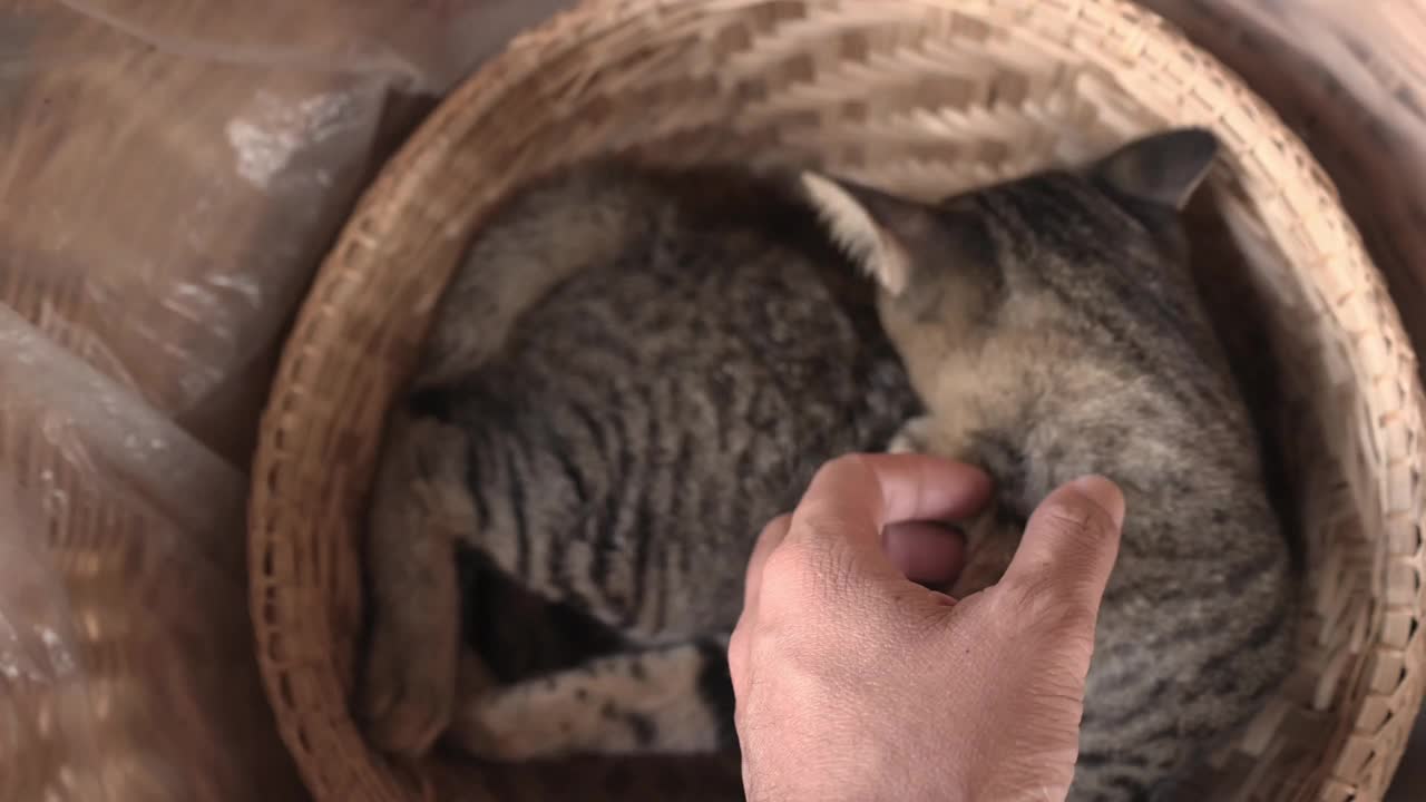 猫视频素材