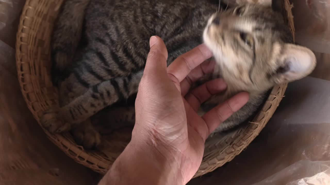 猫视频素材