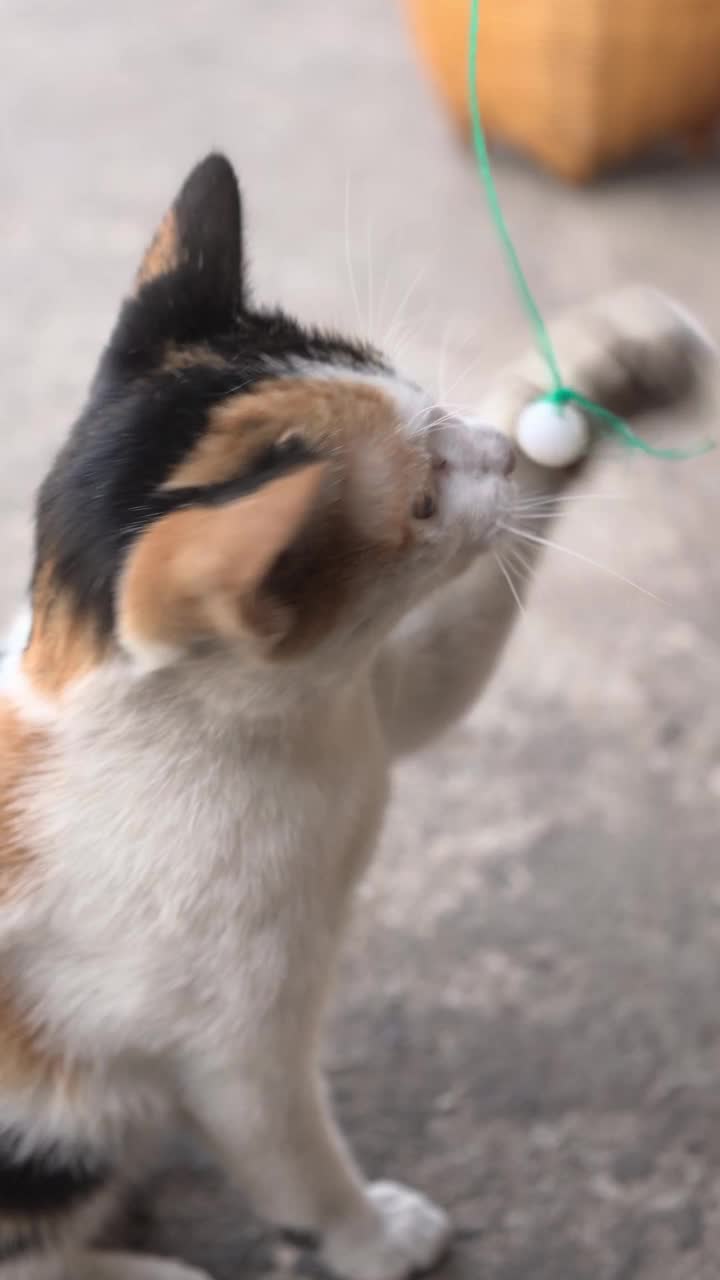 猫视频素材