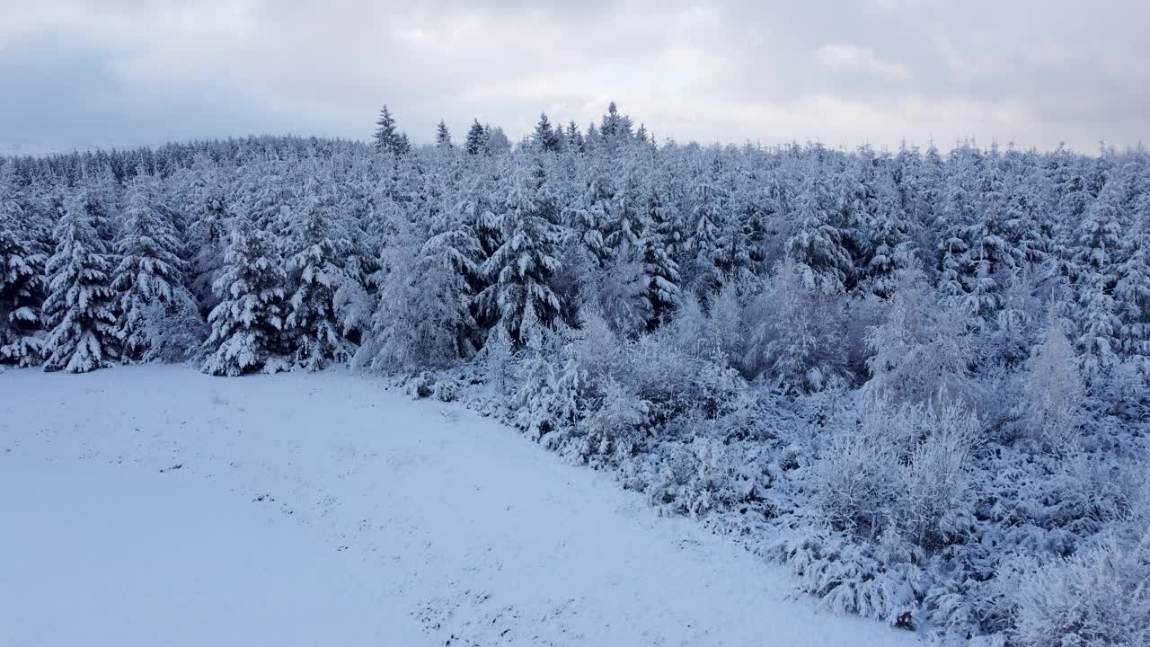 鸟瞰覆盖着霜冻的针叶树在雪堆里。视频素材