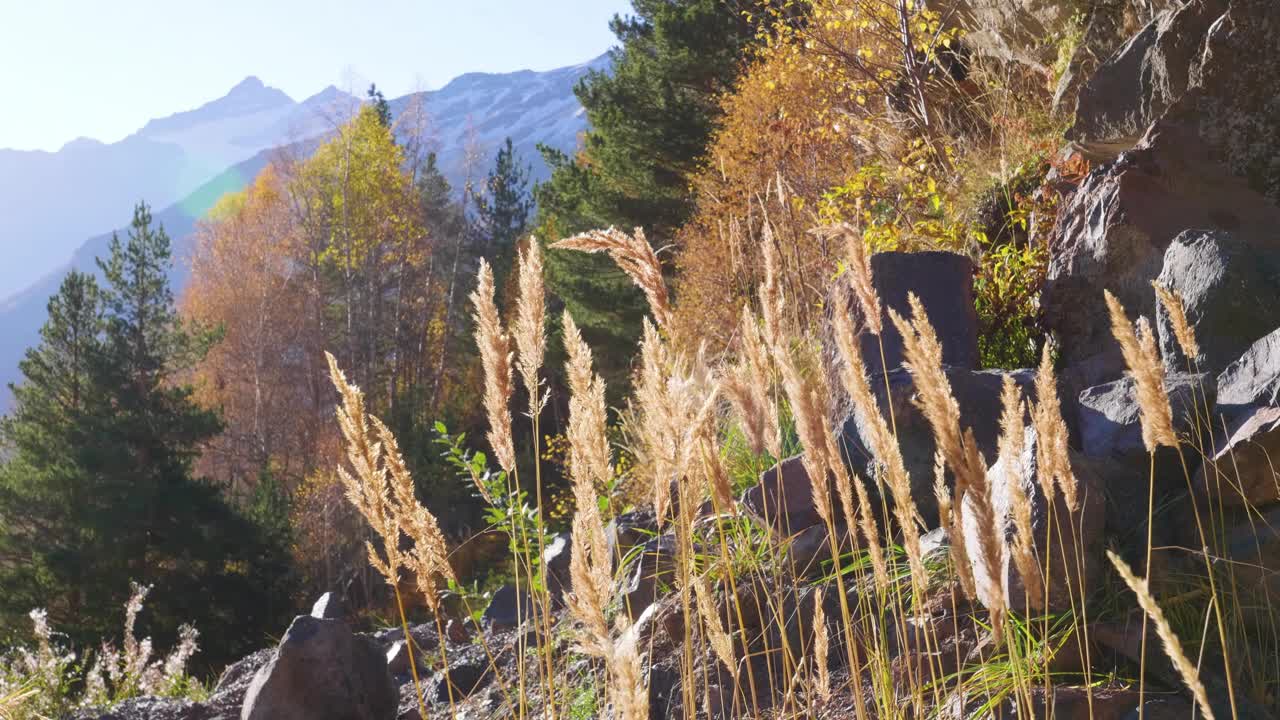 干燥的芦苇和绿色的草在山脉上，蓝天和白天的阳光视频素材