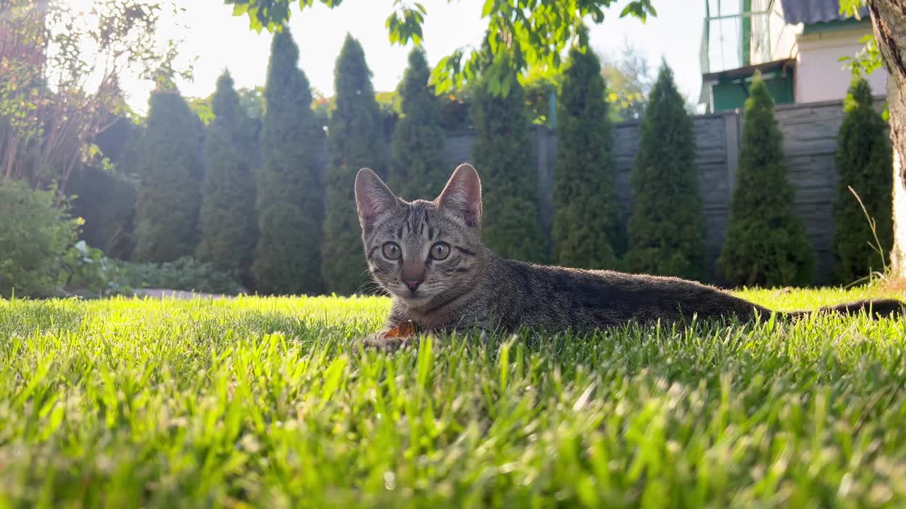 散步的猫。小猫在院子里散步。一只惊讶的虎斑猫专注地看着飞虫。视频素材