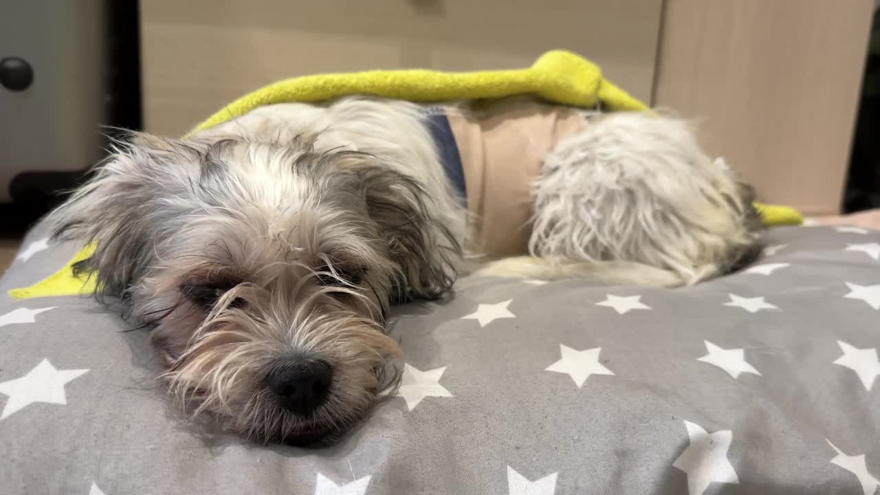 手术后用绷带包扎的狗睡着了视频下载