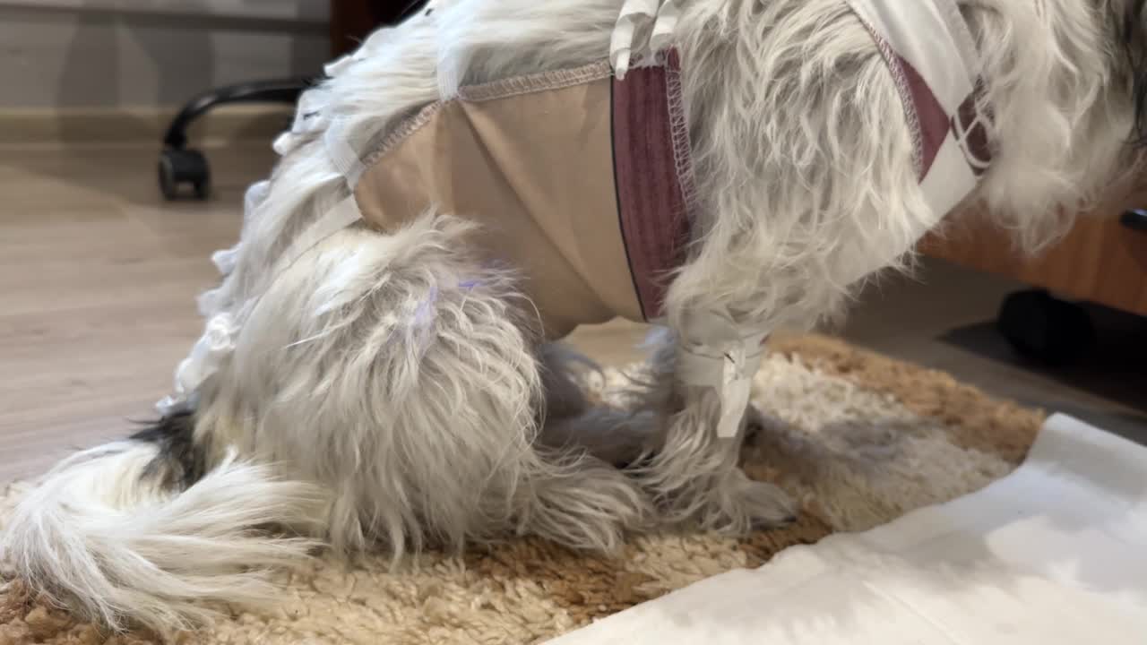 手术后，穿着康复服的狗在颤抖视频下载