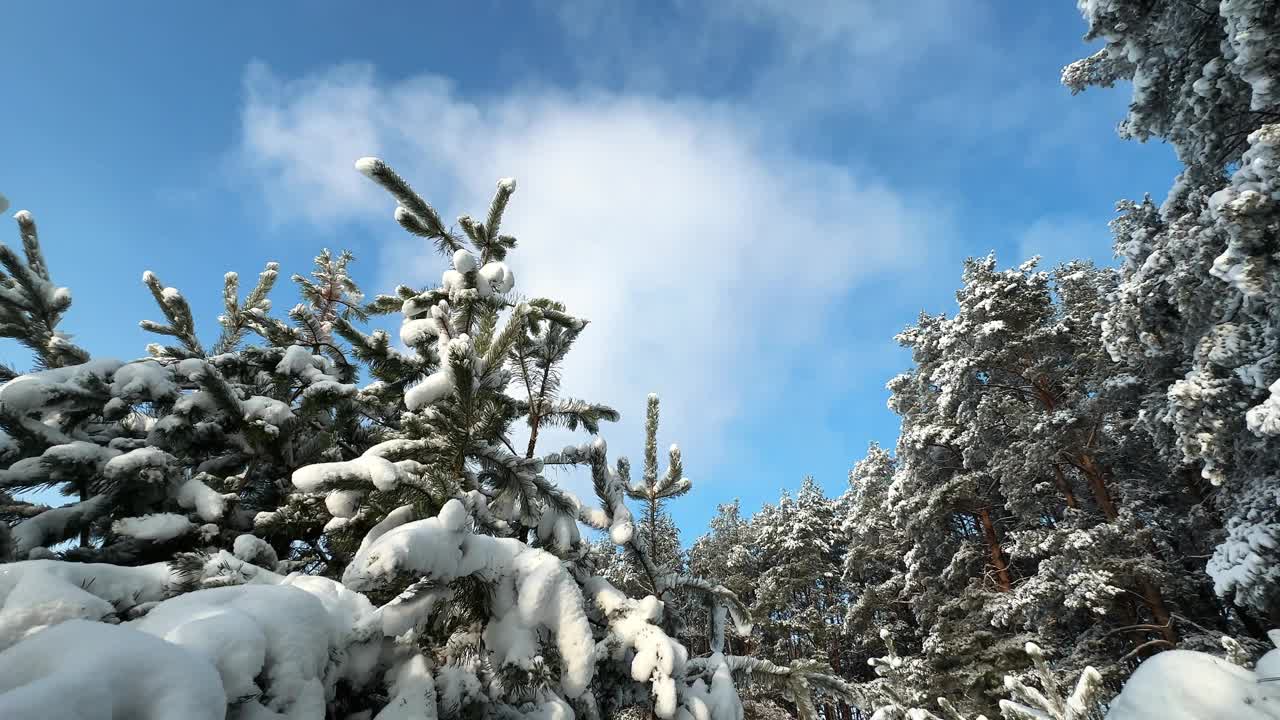 美丽的冬季森林覆盖着雪视频下载