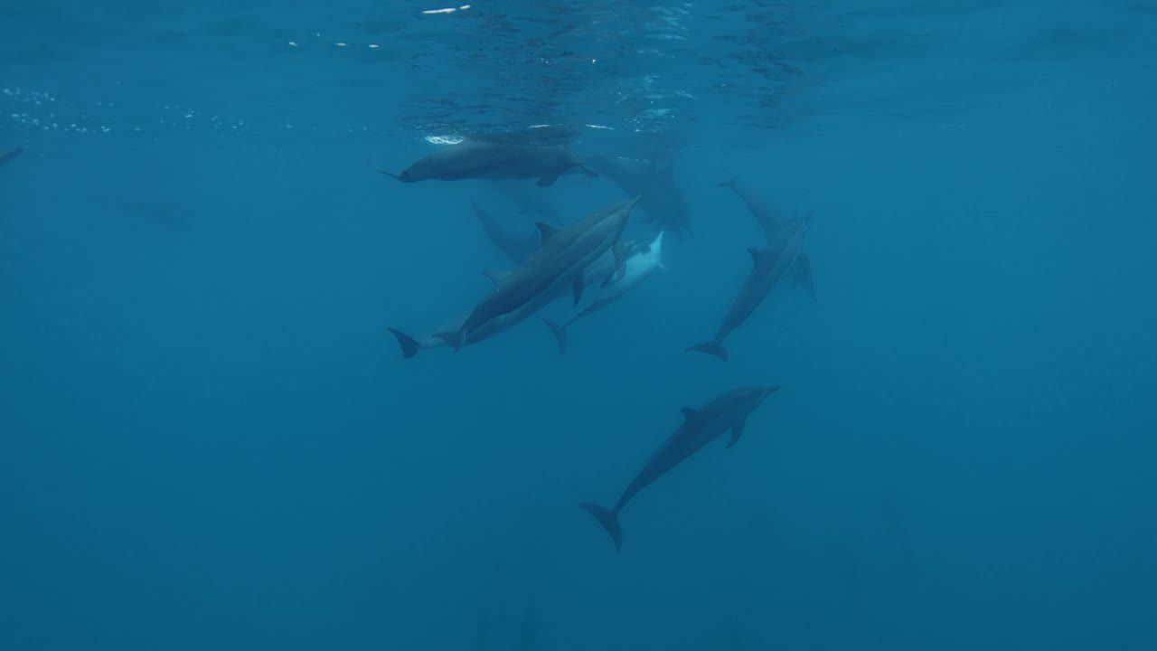 海豚在蓝色的海洋里游泳和玩耍。野生海豚家族视频素材