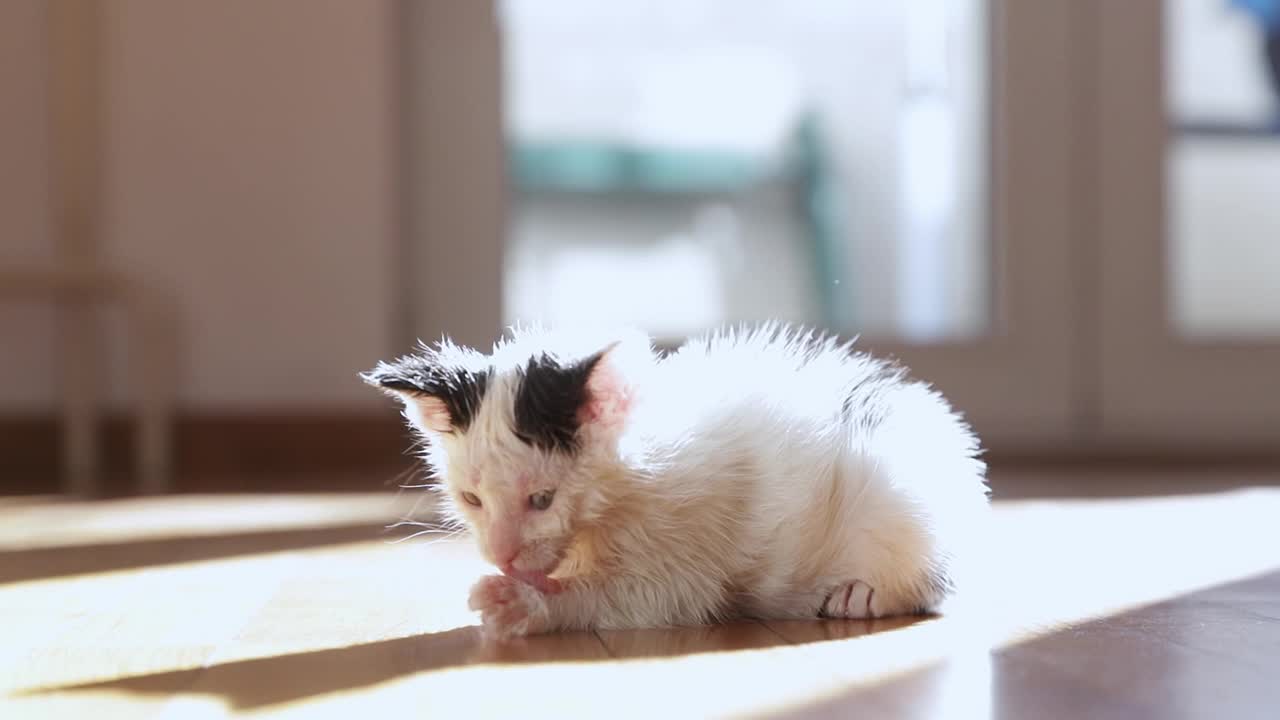 可爱的小猫在阳光明媚的日子里在房间里洗澡，人类的朋友视频下载