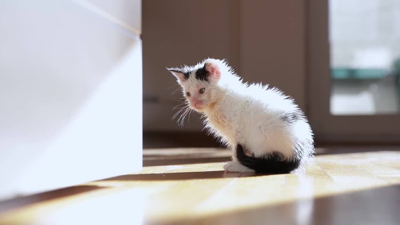 可爱的小猫往外偷看，顽皮的小孩，可爱的宠物视频素材