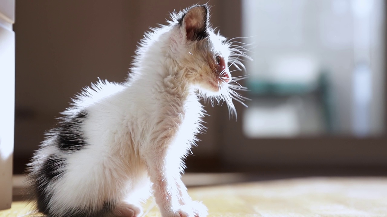 毛茸茸可爱的小猫坐在阳光下环顾四周，可爱的小猫，人类的朋友视频素材