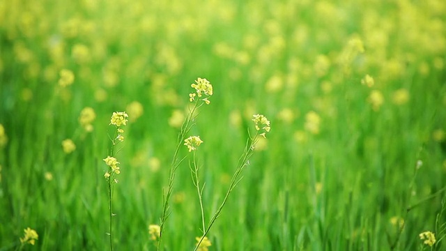 油菜领域视频素材