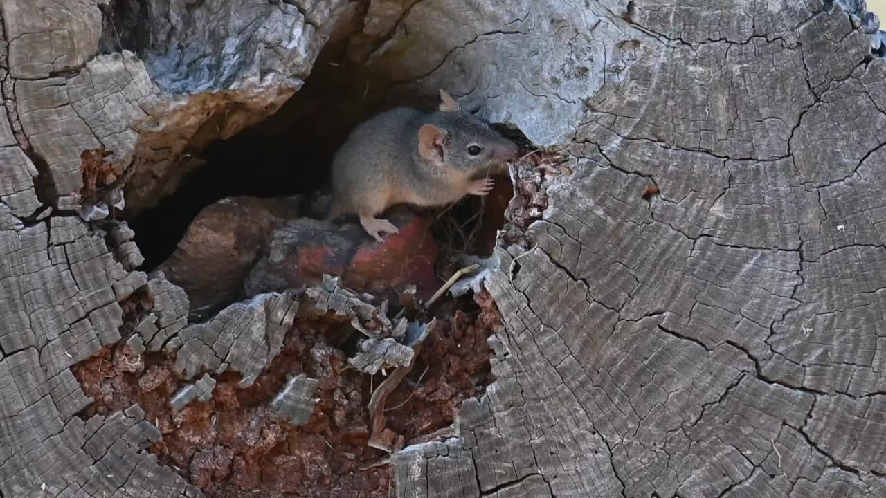 黄足蜈蚣(antechinus flavipes)视频素材